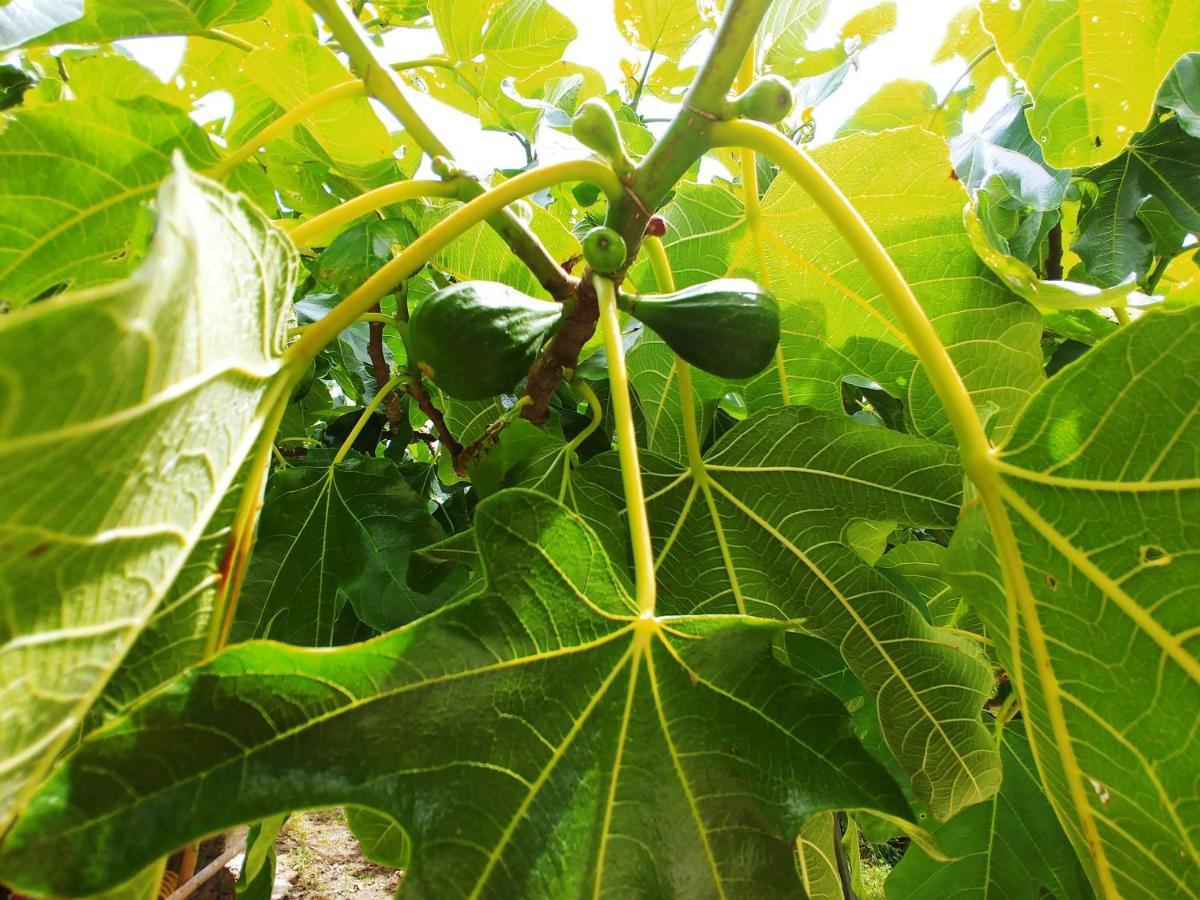 Agricamping Ponteraggio N.1