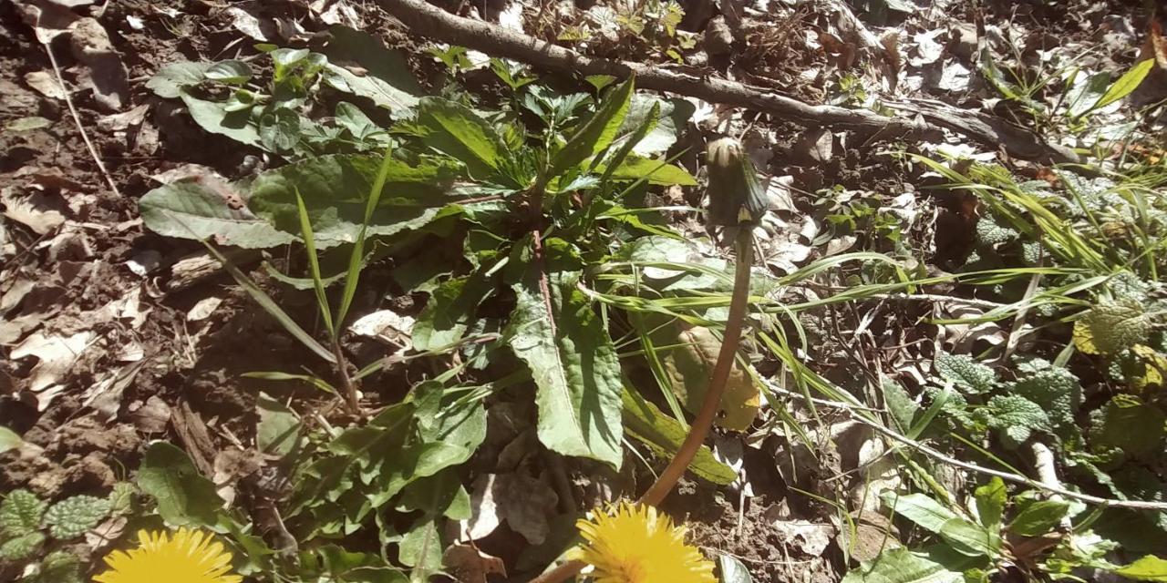 Agricamping Ponteraggio N.1 * Dolceacqua