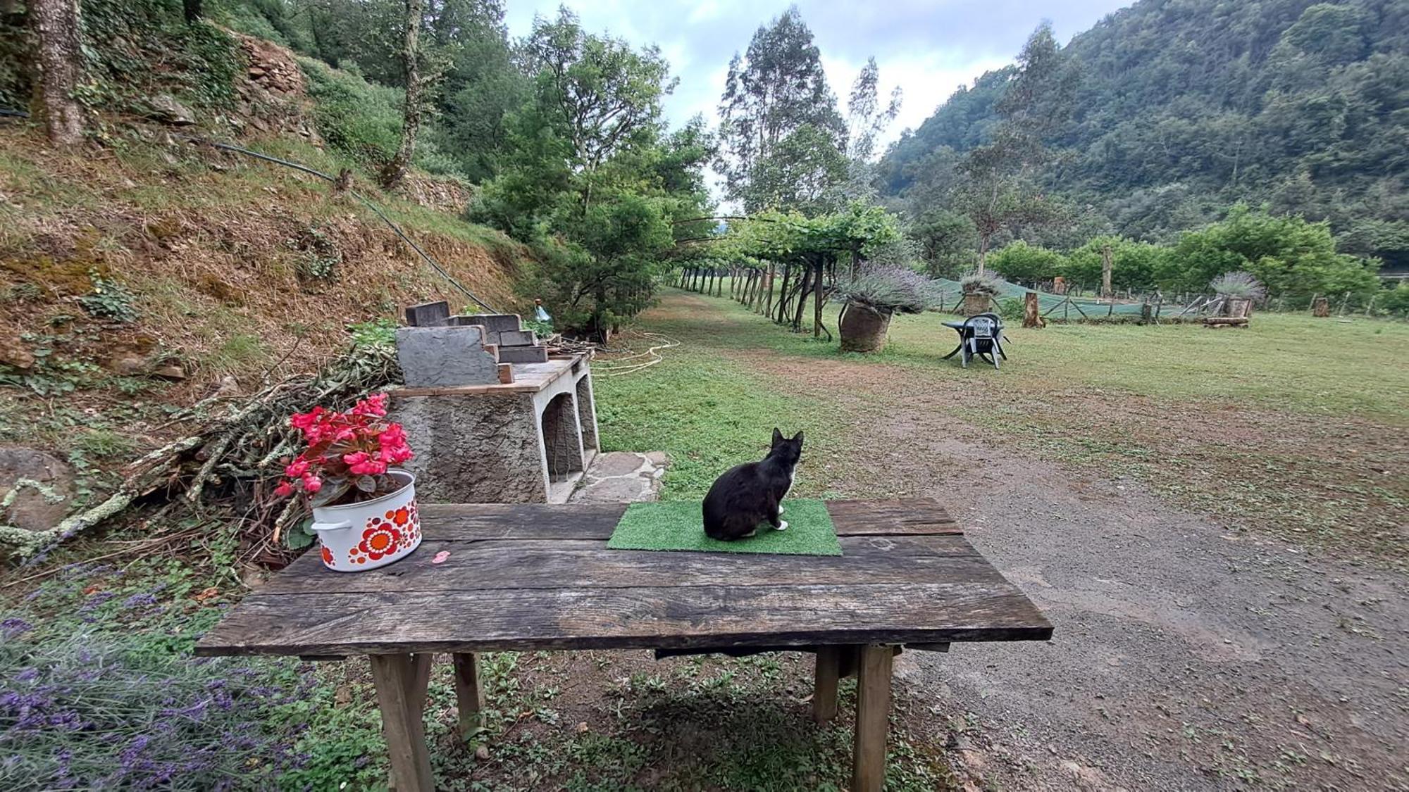 Agricamping Ponteraggio N.1 Dolceacqua