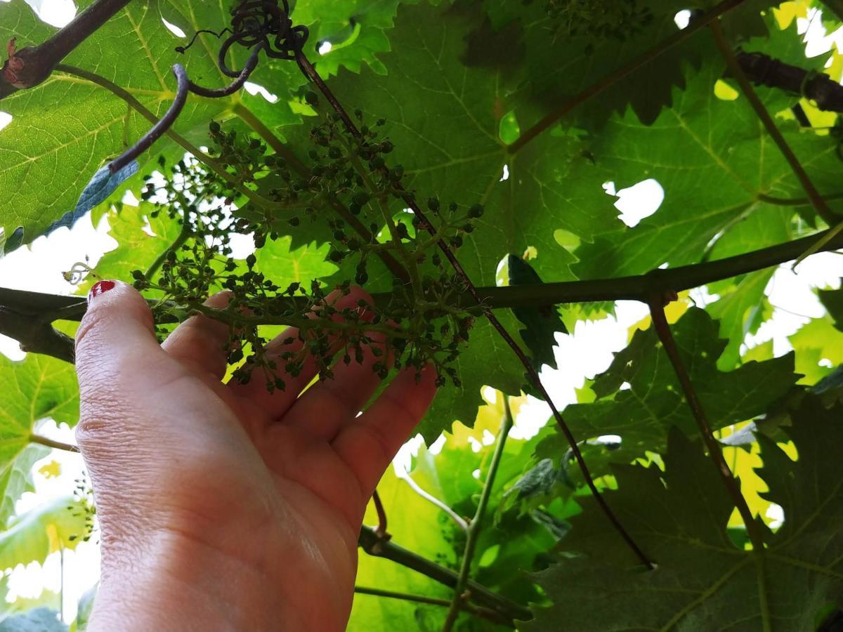 Agricamping Ponteraggio N.1 Dolceacqua
